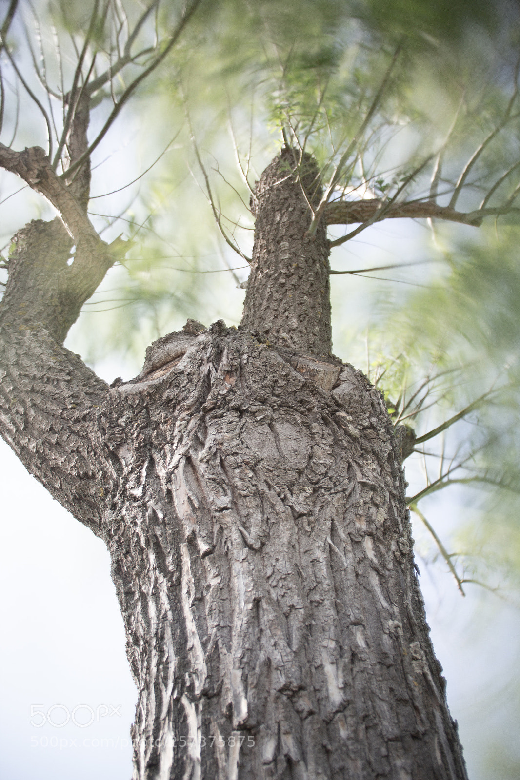 Canon EOS 60D sample photo. Dreaming photography