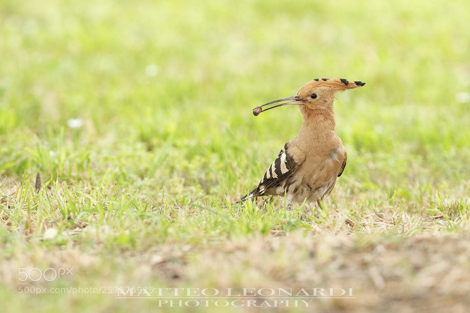 Nikon D810 sample photo. Upupa - toscana 2016 photography