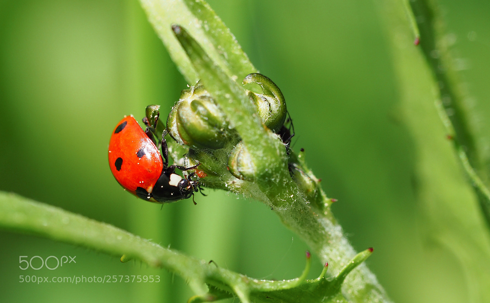 Olympus OM-D E-M5 II sample photo. Ladybug ladybird photography