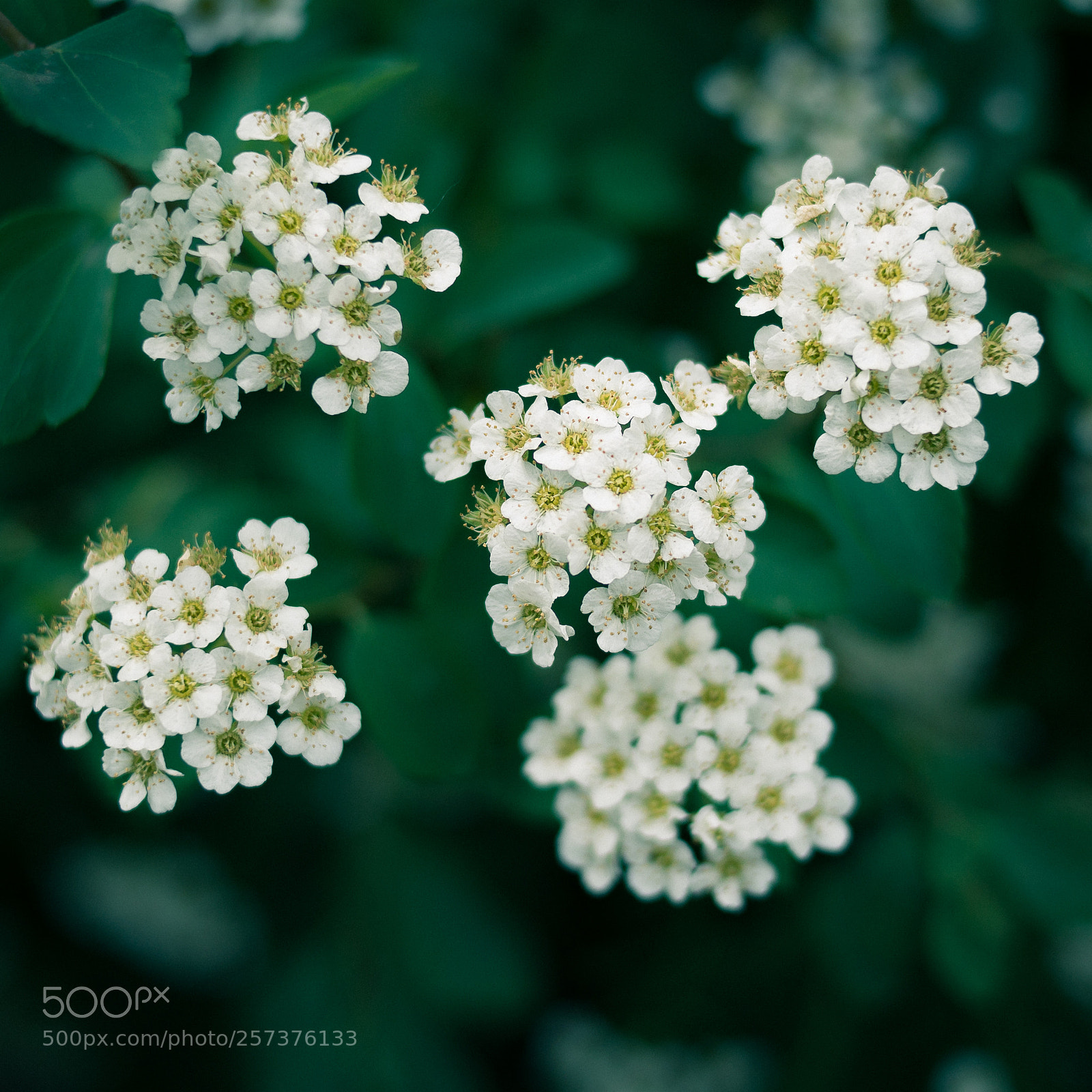Canon EOS 6D sample photo. Wolfberry blooms photography