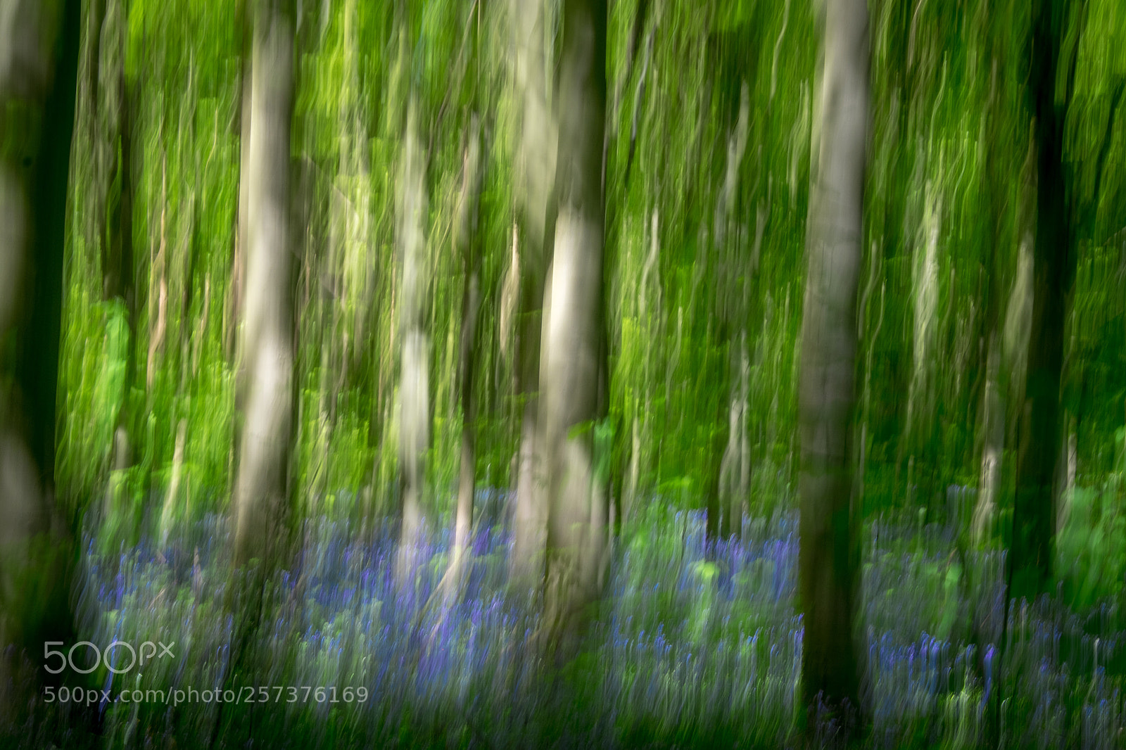 Fujifilm X-T1 sample photo. Bluebell wood 3 photography
