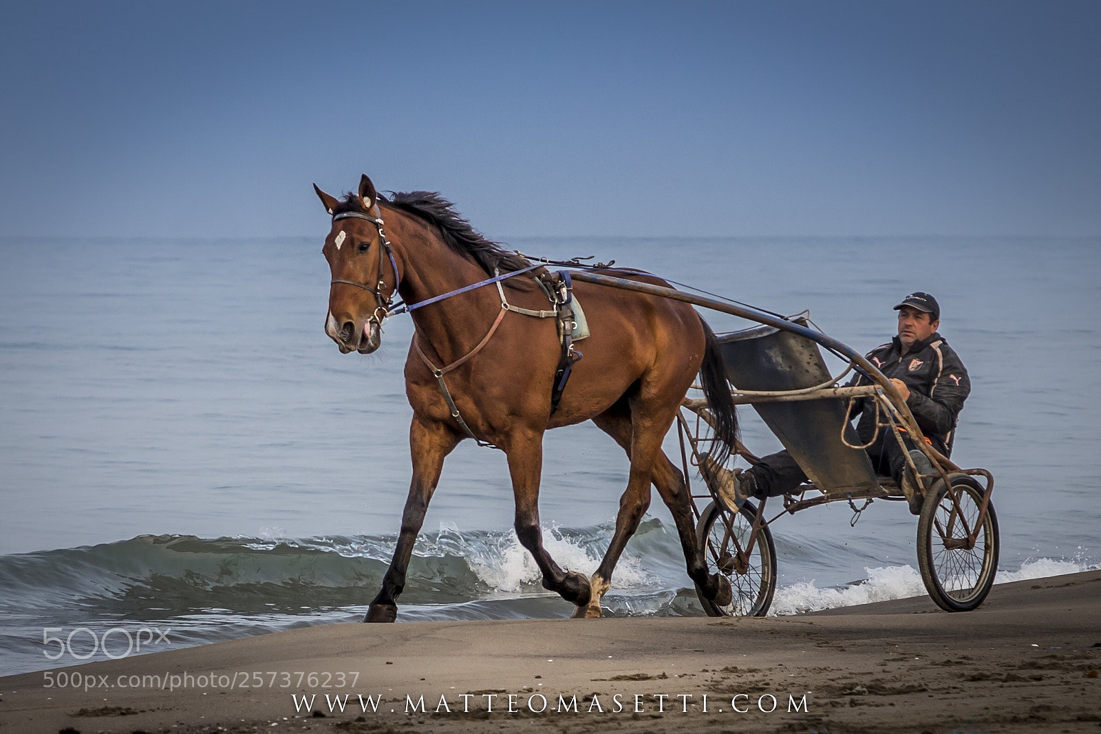 Canon EOS 6D Mark II sample photo. Horse photography