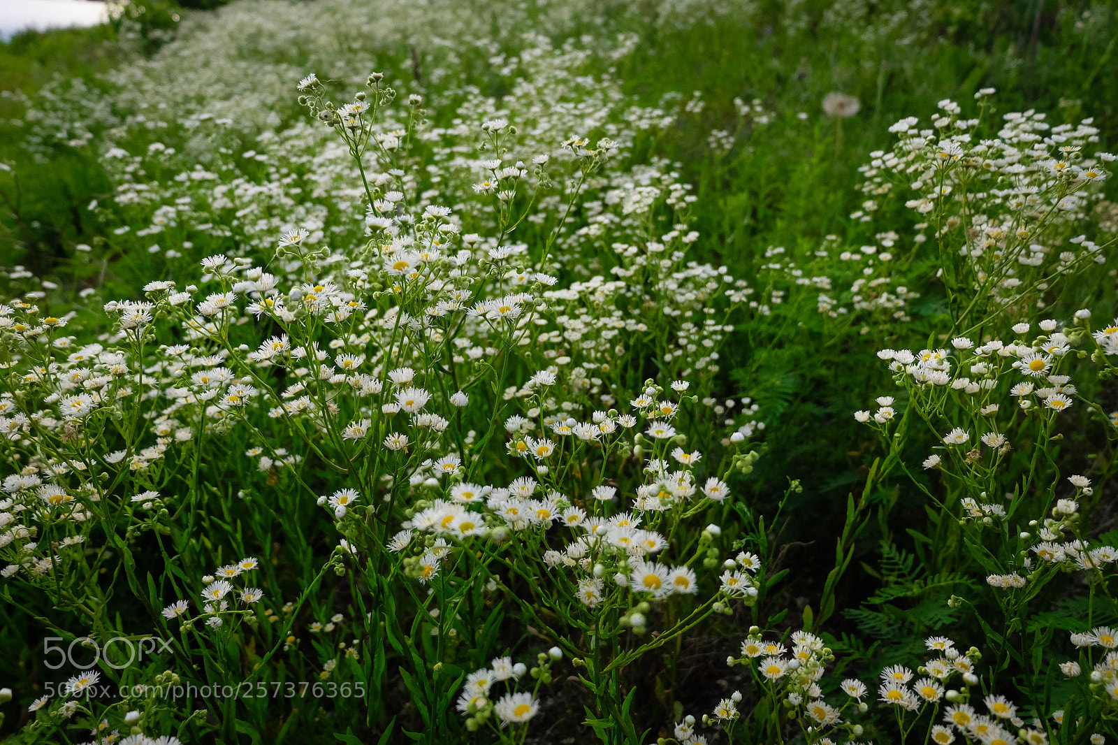 Fujifilm X-T10 sample photo. Field of flowers photography