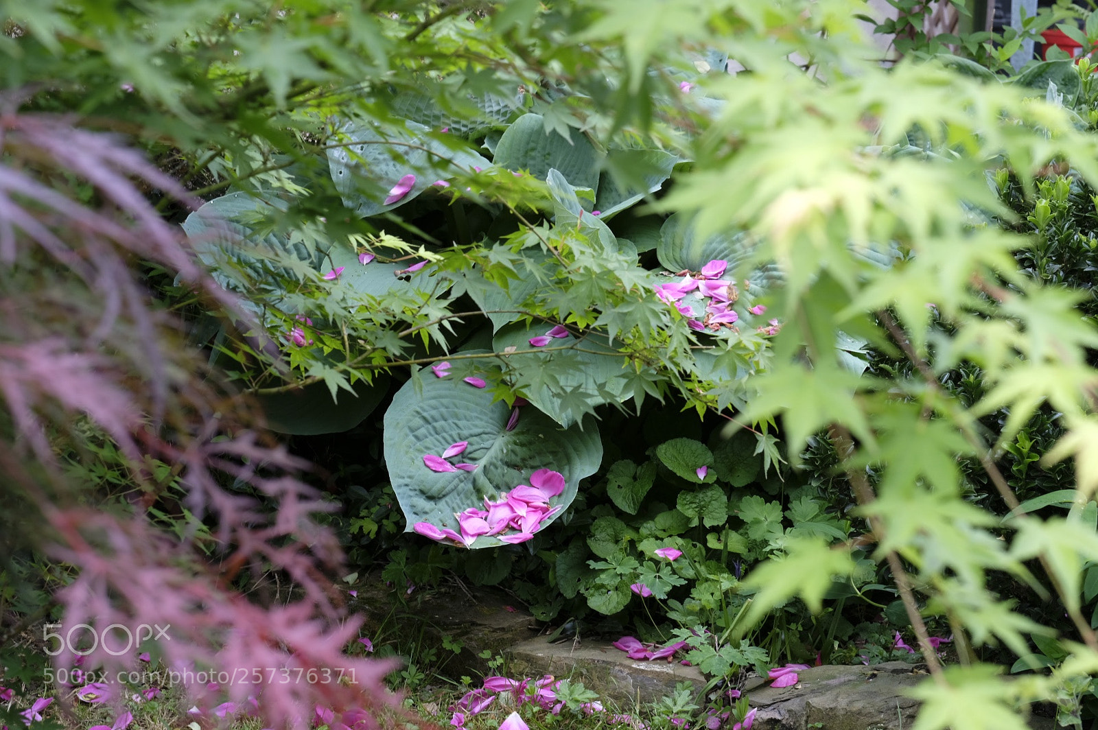 Fujifilm X-T2 sample photo. My garden photography