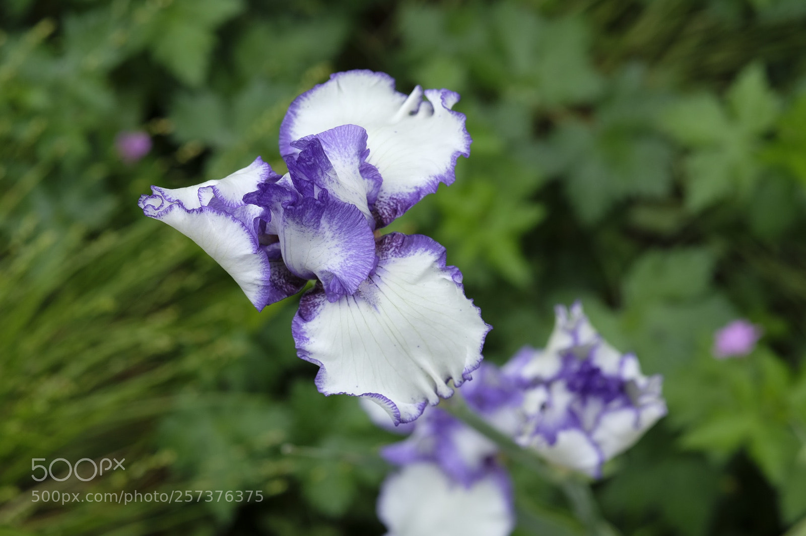 Fujifilm X-T2 sample photo. My garden photography