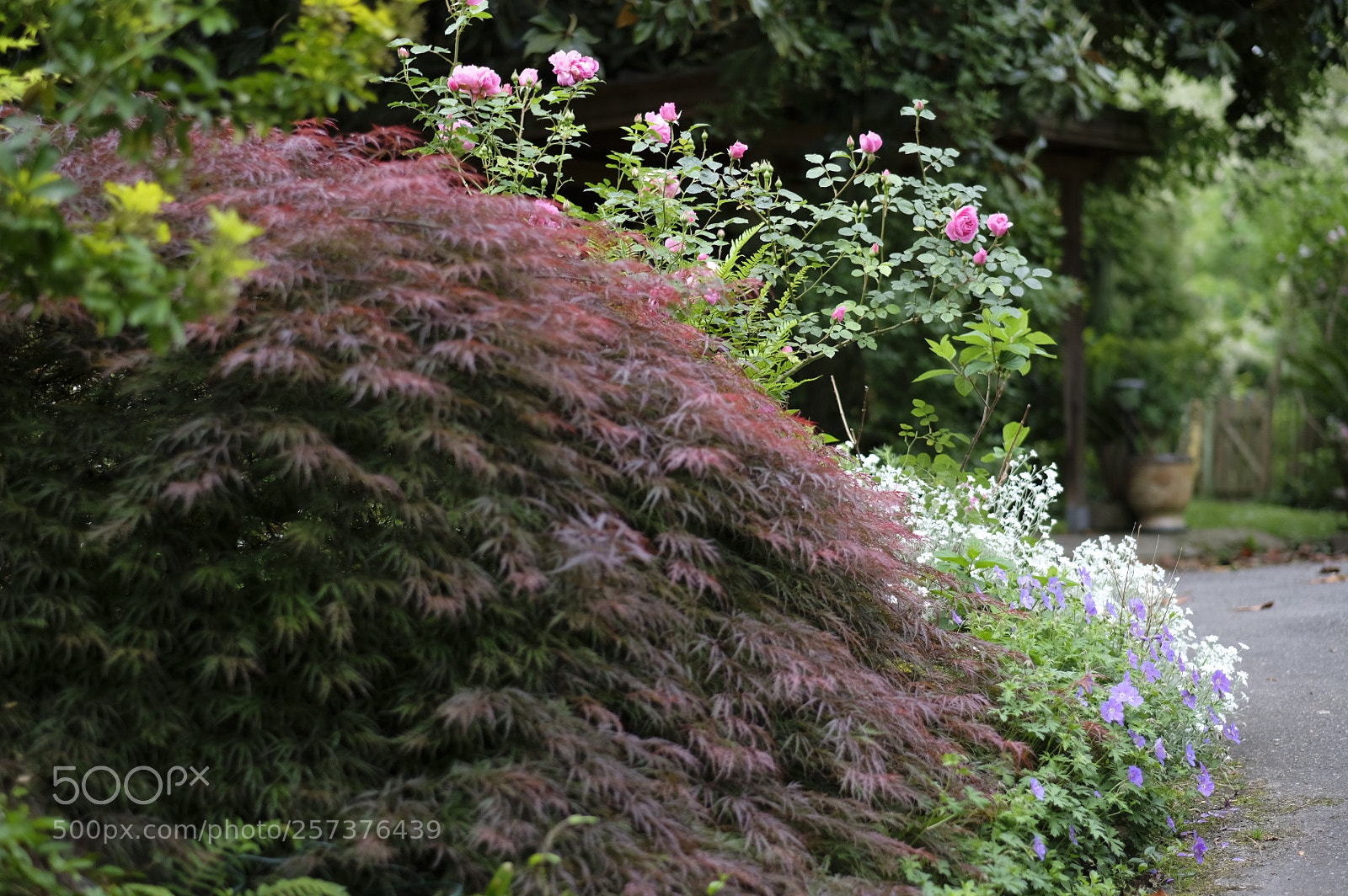 Fujifilm X-T2 sample photo. My garden photography