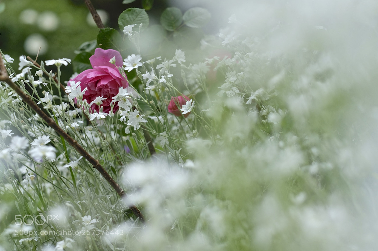 Fujifilm X-T2 sample photo. My garden photography