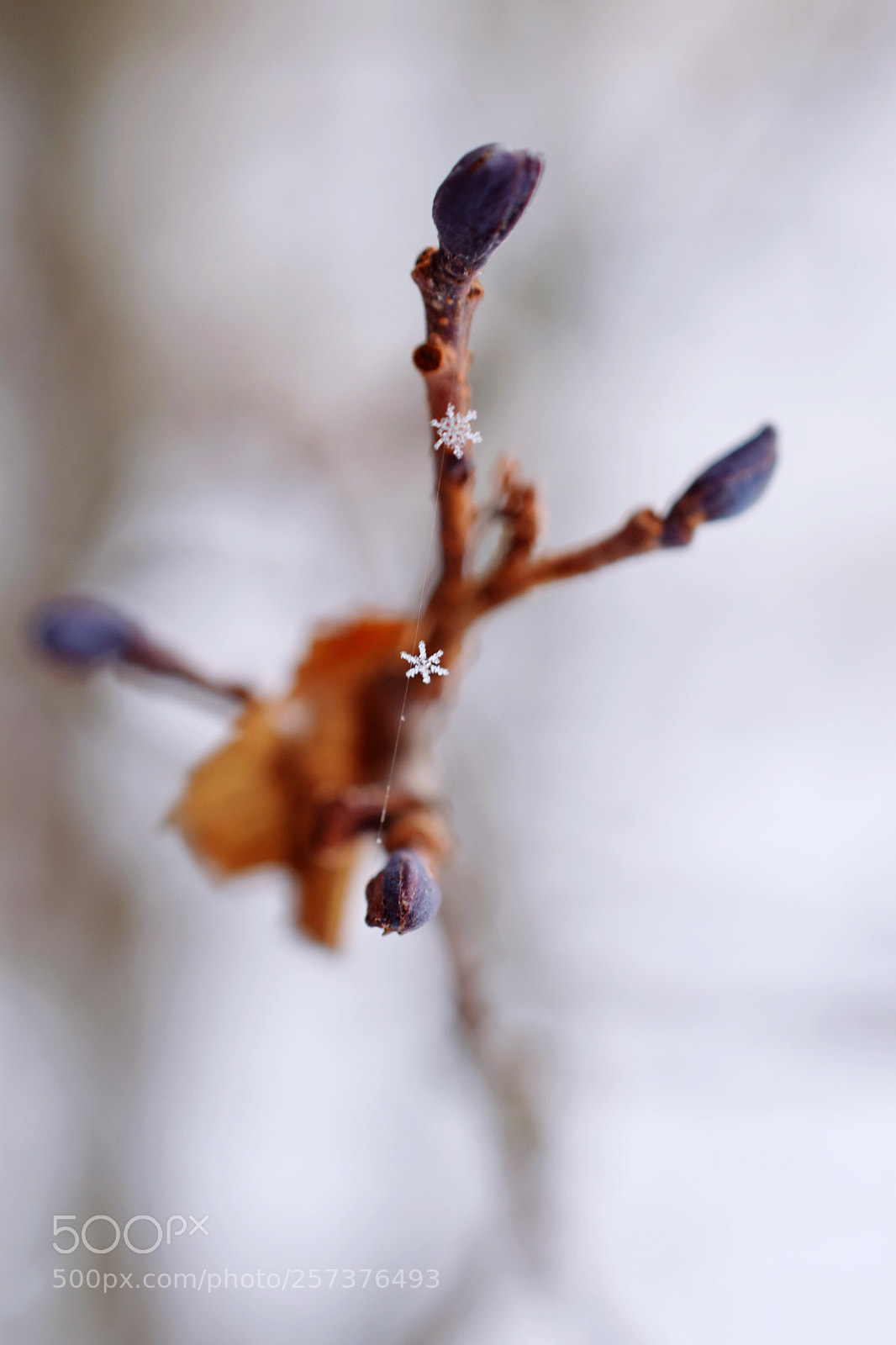 Nikon D5300 sample photo. Winter  photography