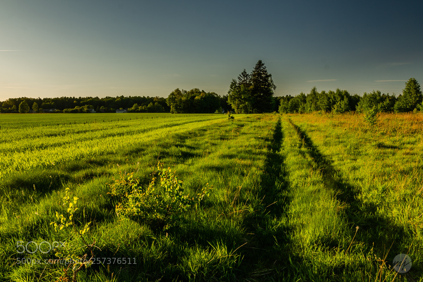Nikon D7000 sample photo. Green way photography