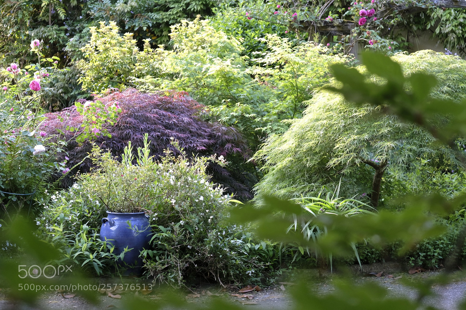 Fujifilm X-T2 sample photo. My garden photography