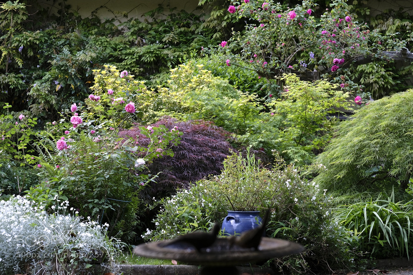 Fujifilm X-T2 sample photo. My garden photography