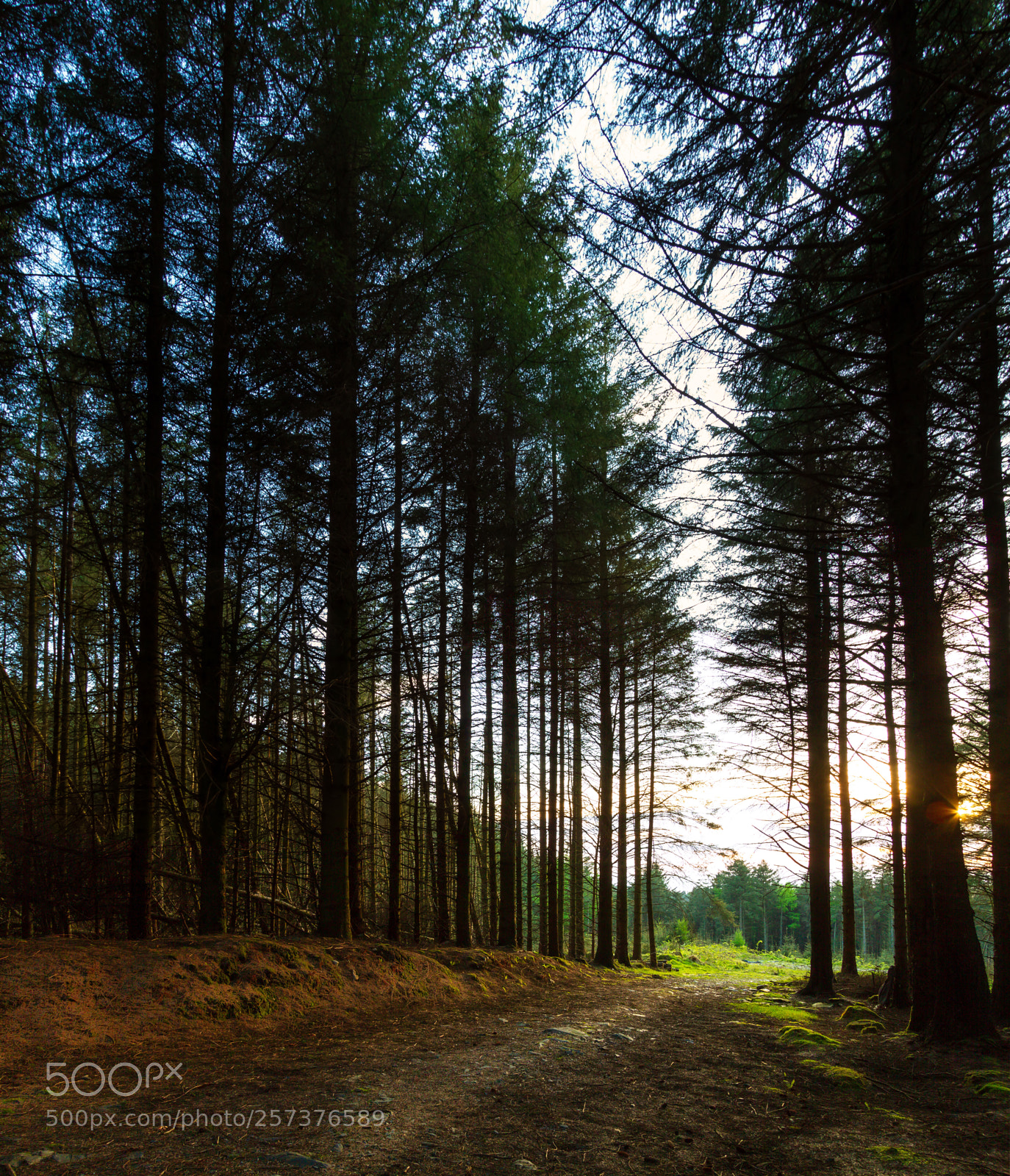 Canon EOS 7D sample photo. The path photography