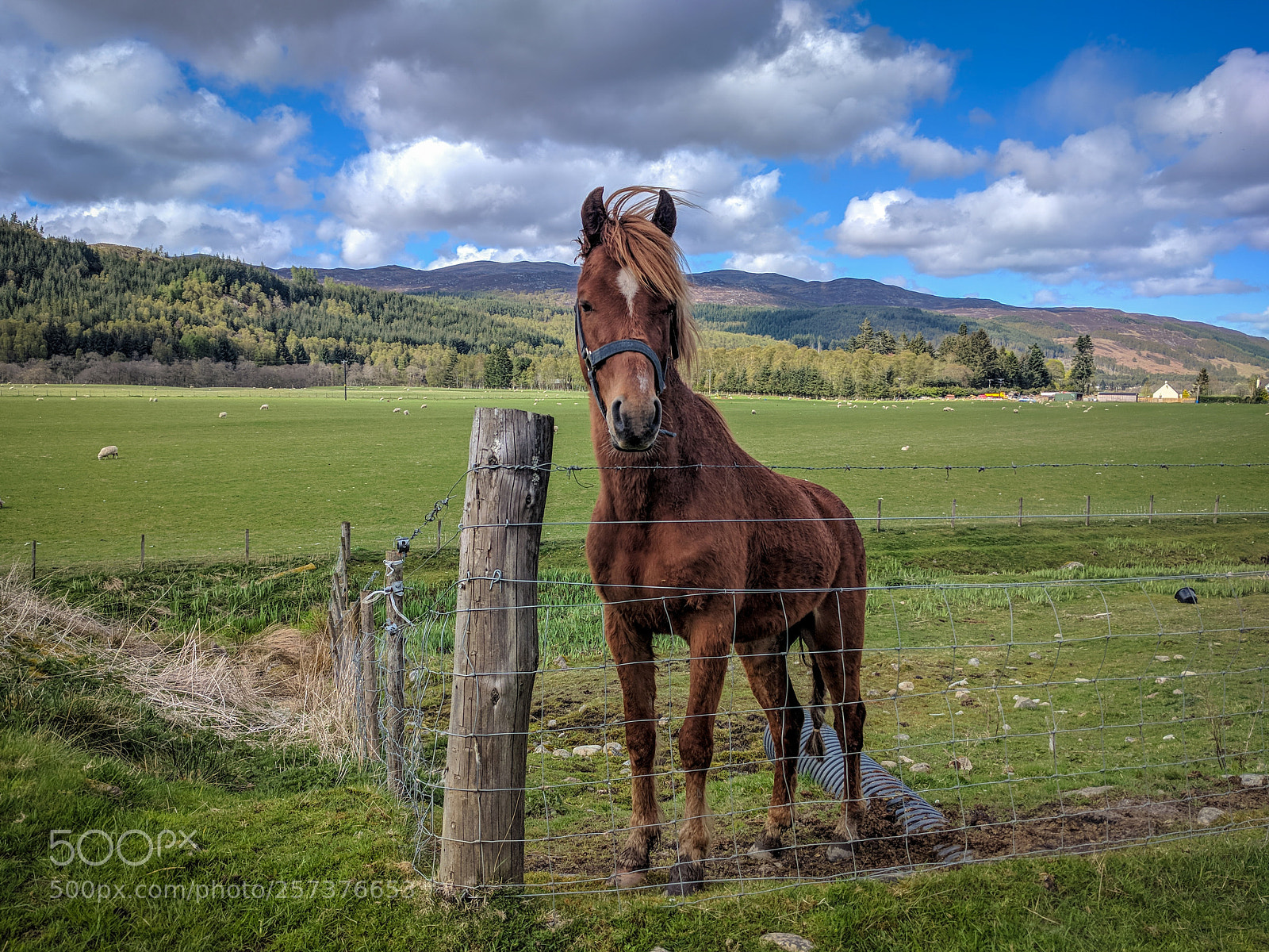 Google Nexus 6P sample photo. Highlands horse photography