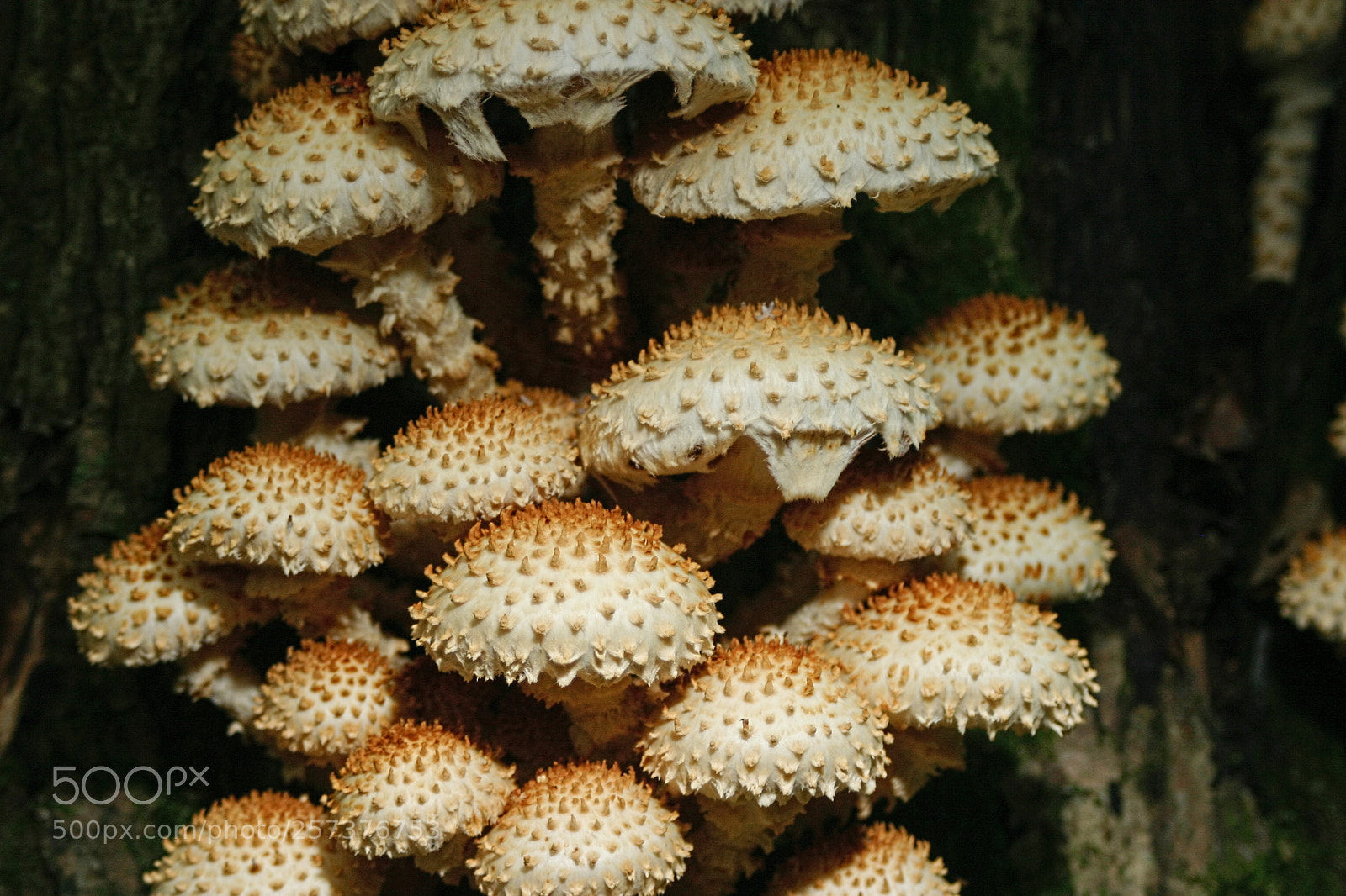 Canon EOS 300D (EOS Digital Rebel / EOS Kiss Digital) sample photo. Mushrooms 1 photography