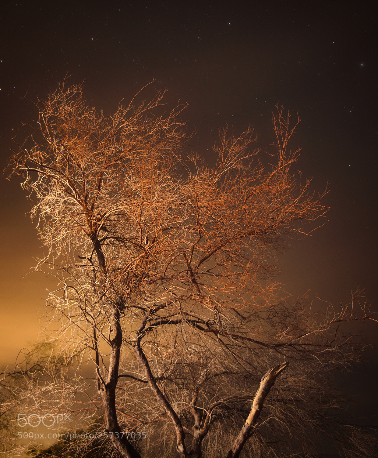 Nikon D610 sample photo. Creepy tree photography