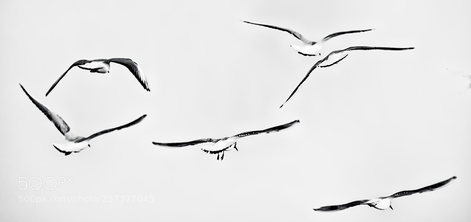 Canon EOS 5DS R sample photo. Balance photography