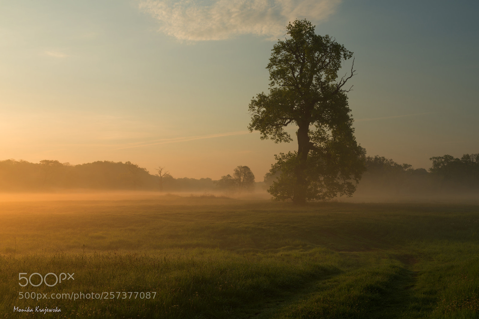 Nikon D610 sample photo. Foggy morning photography