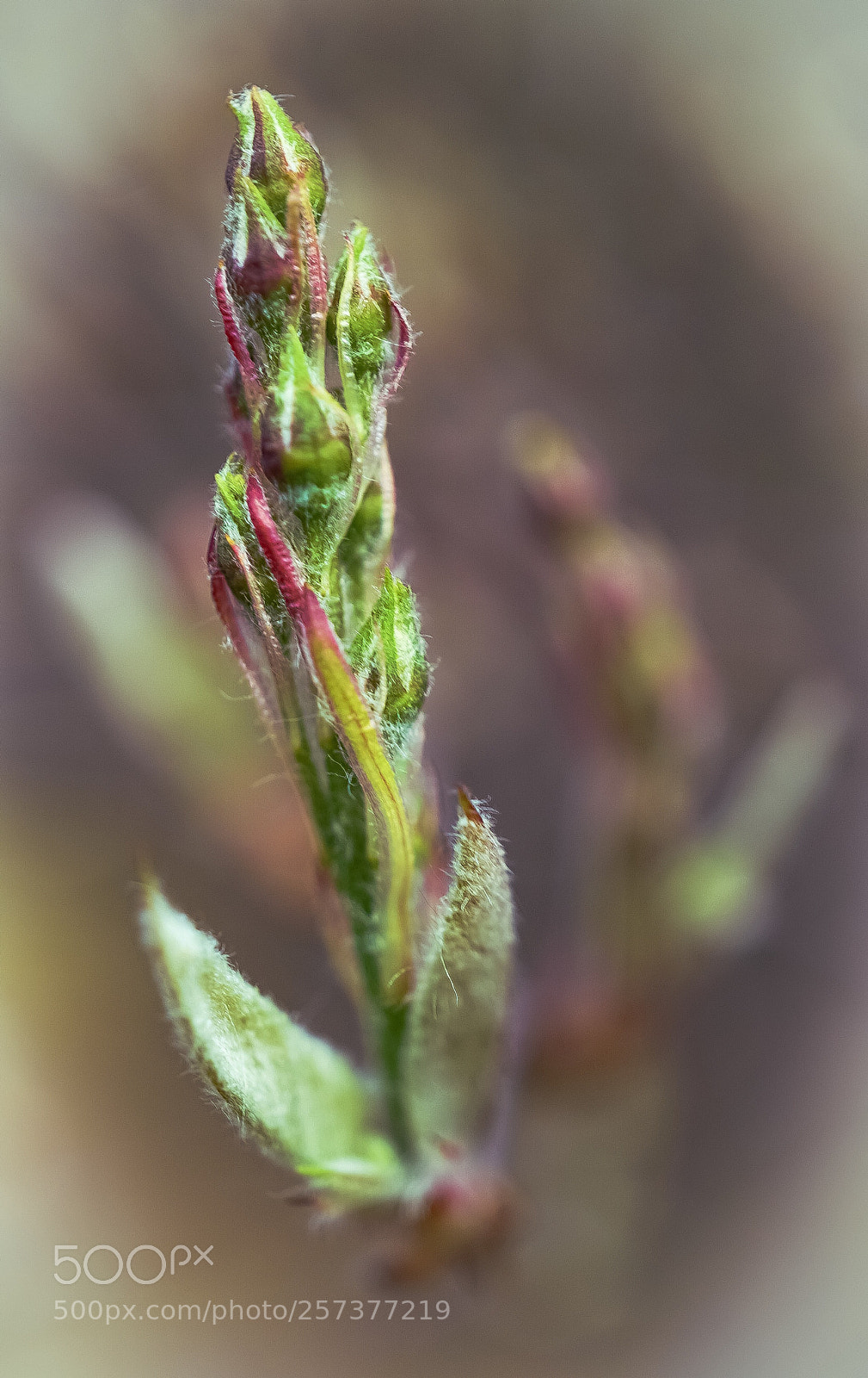 Sony a7 II sample photo. "young leaf " photography