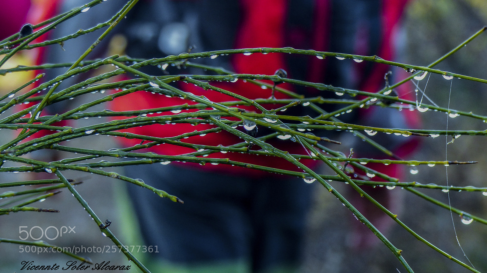 Panasonic Lumix DMC-FZ200 sample photo. Gotas photography