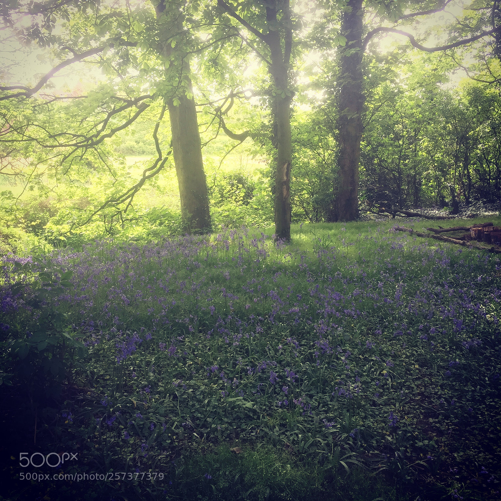 Apple iPhone 6 sample photo. Bluebell magic - where photography