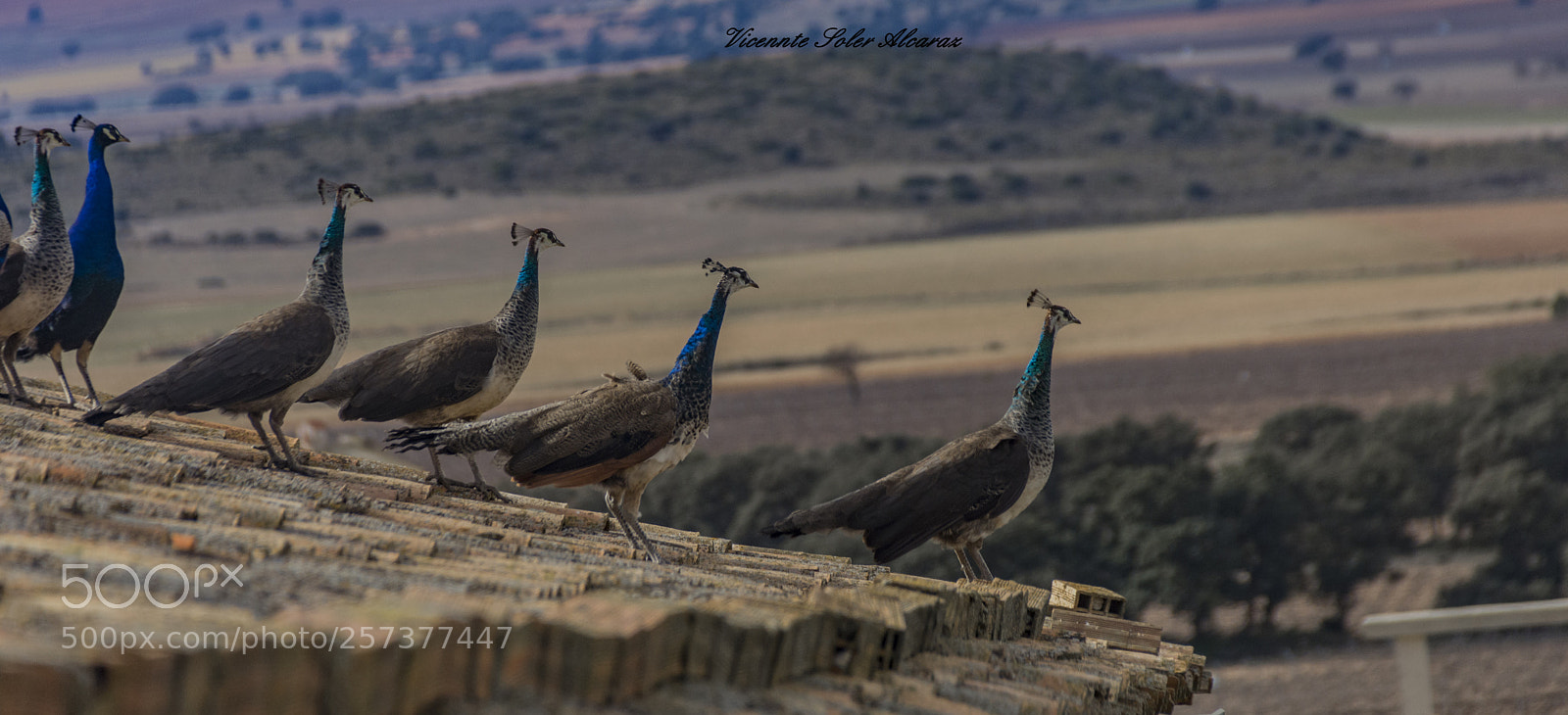 Nikon D5200 sample photo. Observano photography