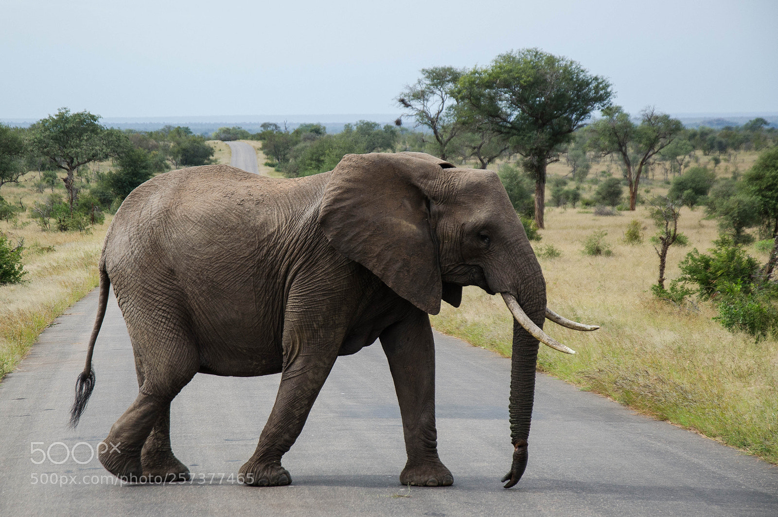 Nikon D5100 sample photo. Elephant crossing photography