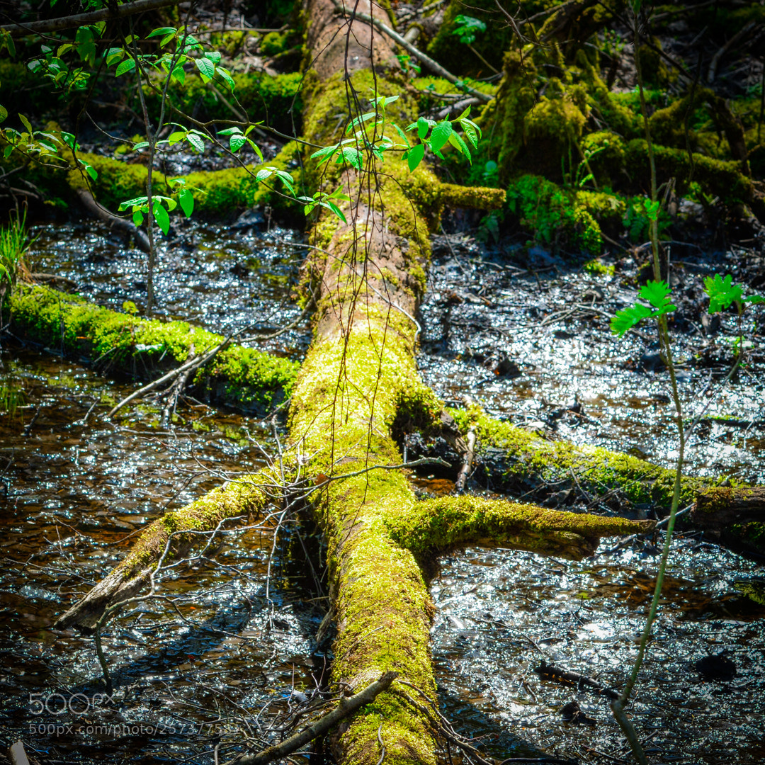 Nikon D5200 sample photo. Natural cross. photography