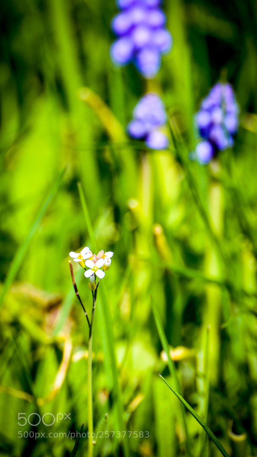 Nikon D5200 sample photo. Almond blossom. photography