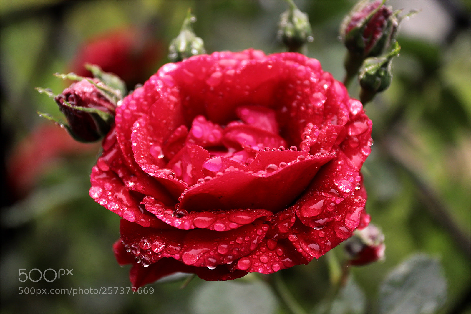 Canon EOS 6D Mark II sample photo. After the rain. photography