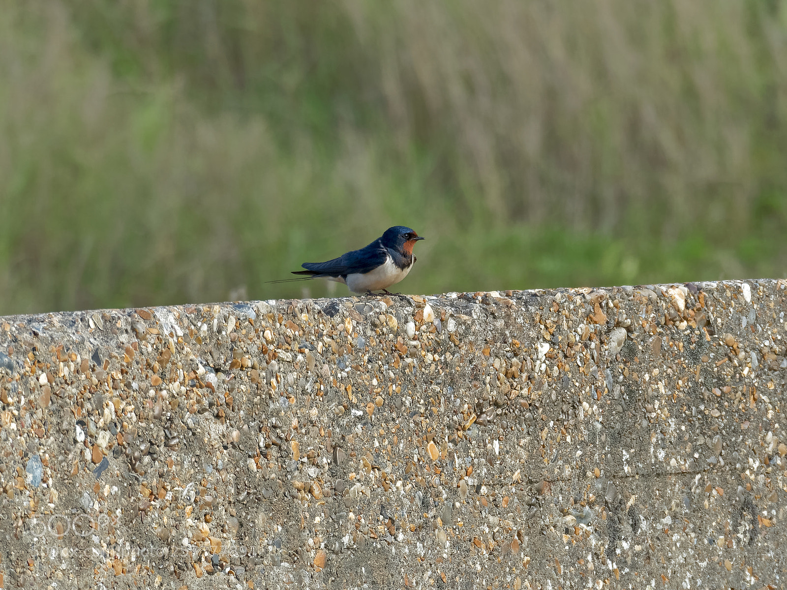 Olympus OM-D E-M5 II sample photo. Swallow photography