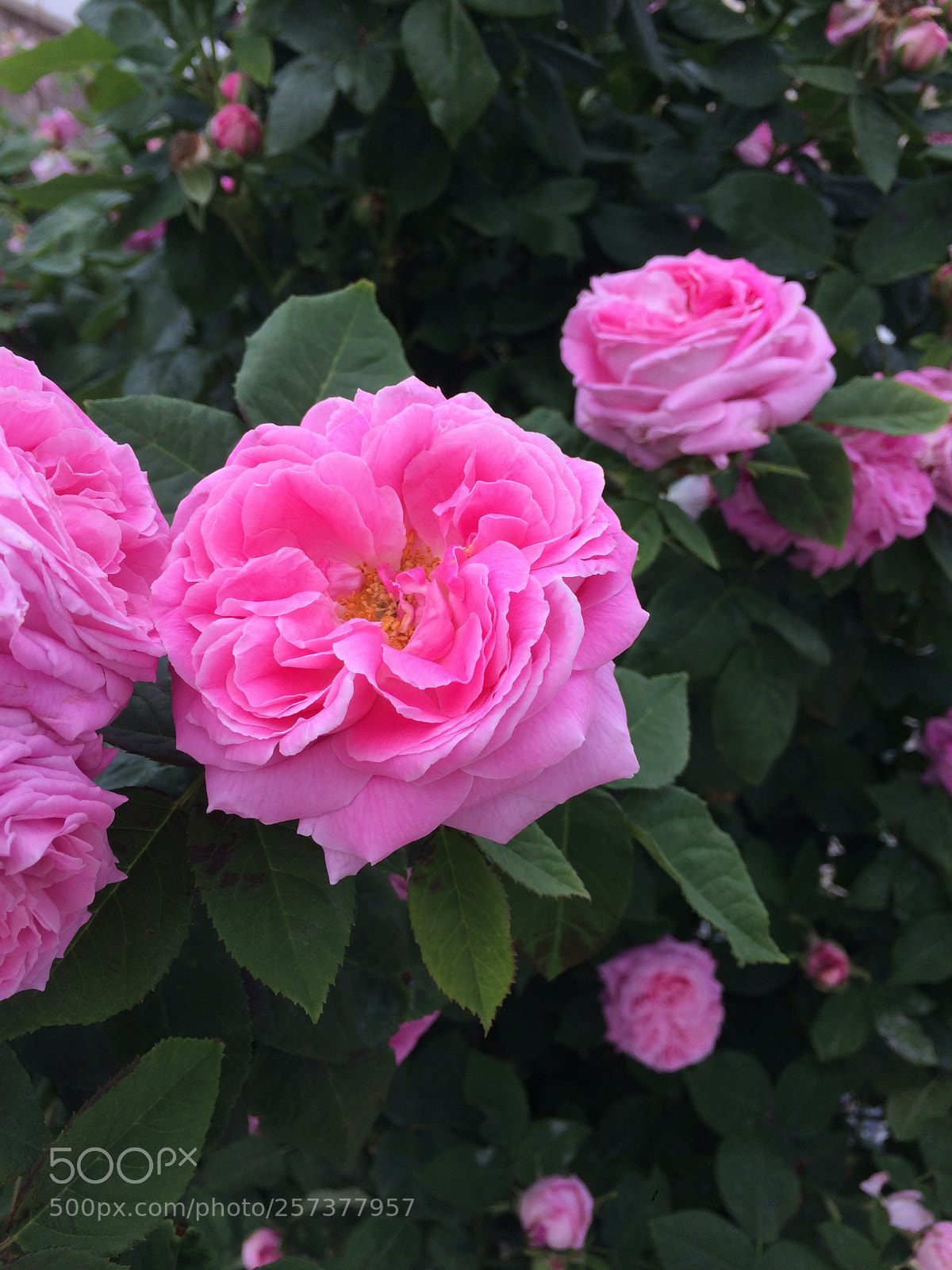 Apple iPhone 5s sample photo. Pink rose photography
