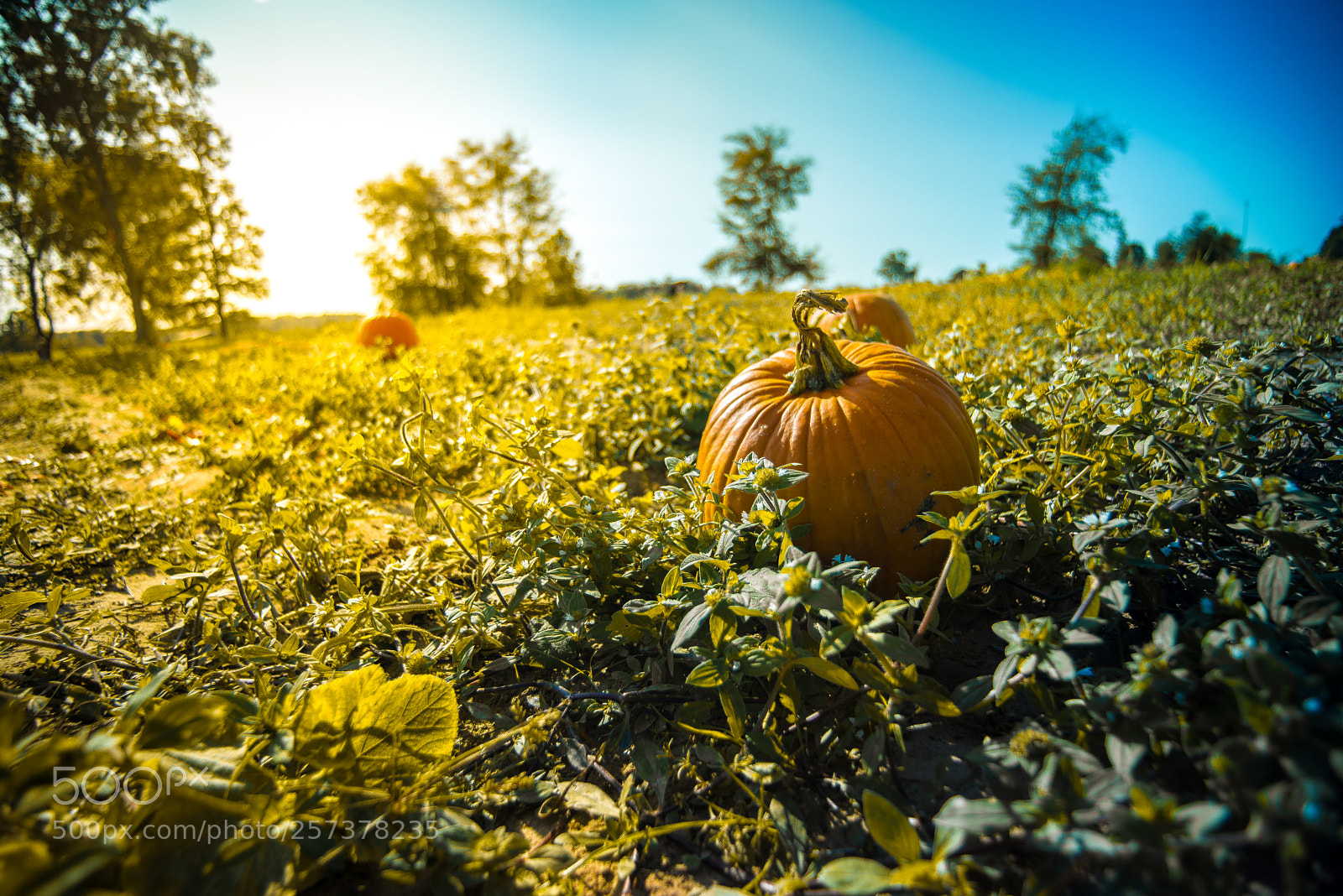 Nikon D600 sample photo. The great pumpkin patch photography