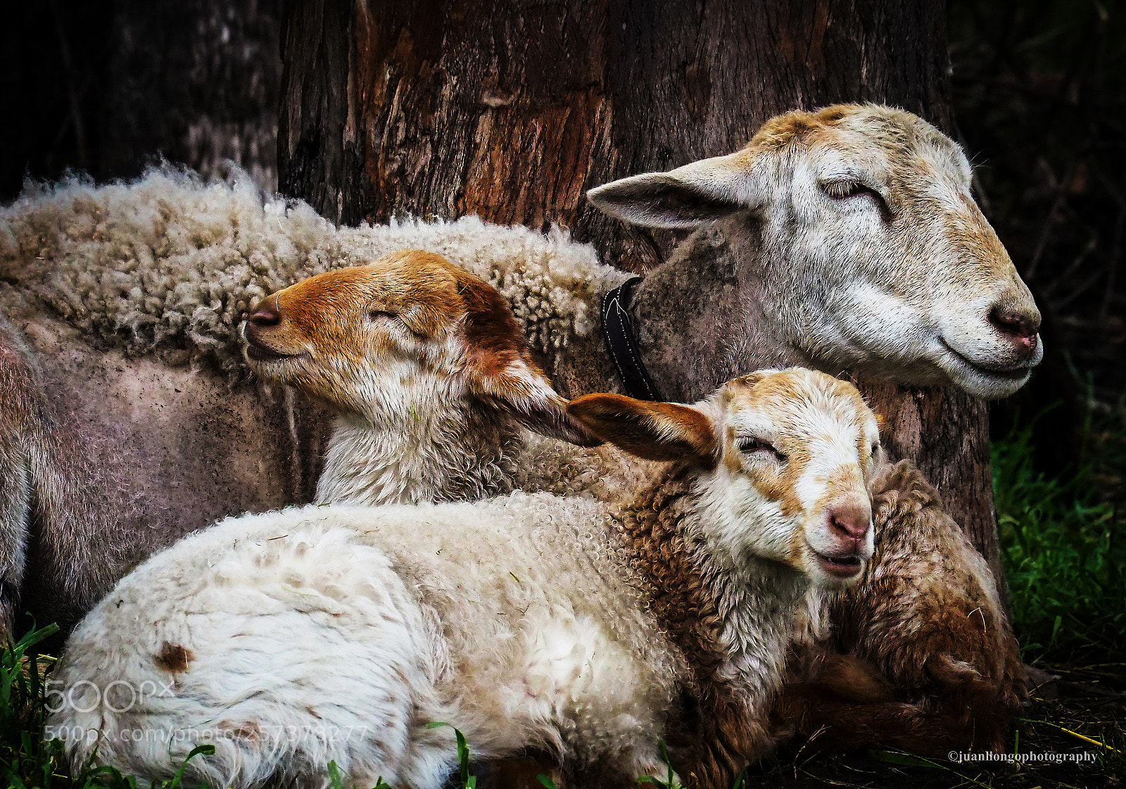 Olympus OM-D E-M10 II sample photo. Ovejas - sheep photography