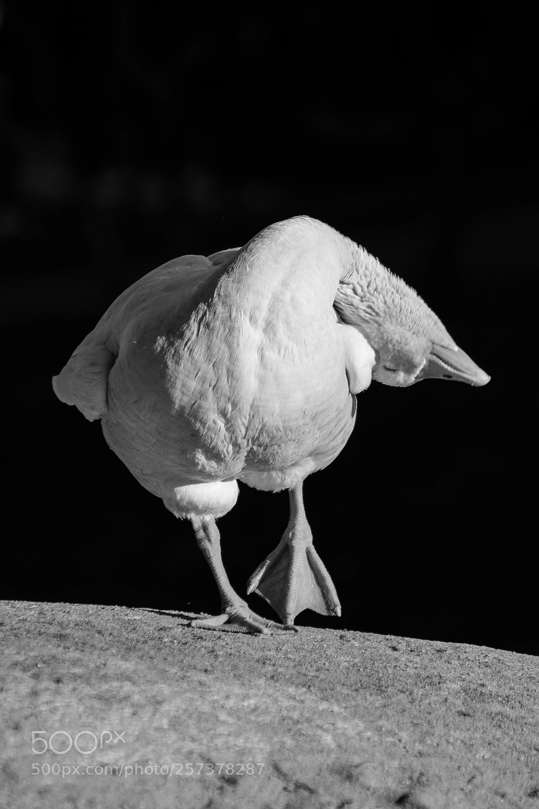 Nikon D5200 sample photo. The crooked mallard photography