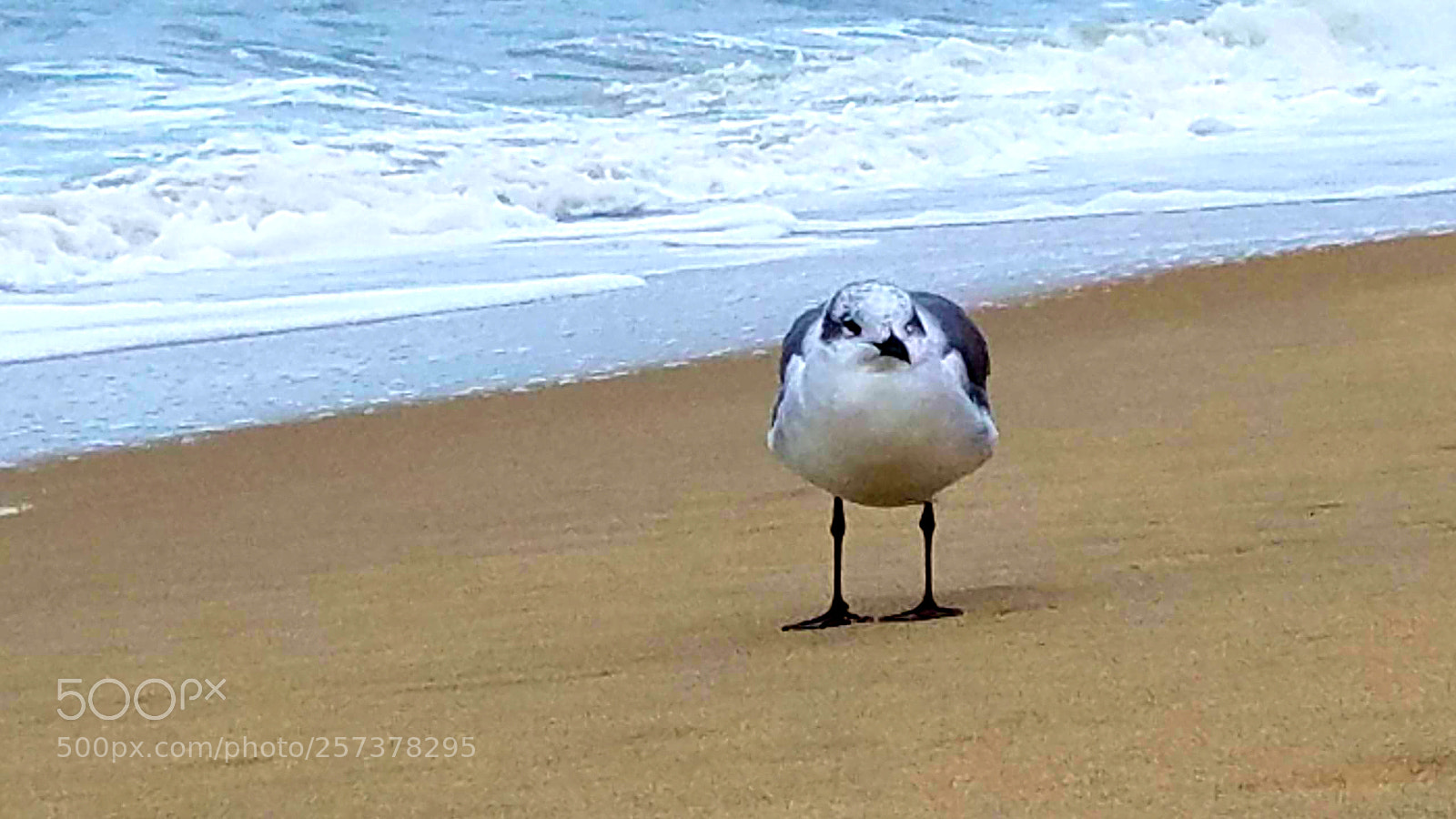 Samsung Galaxy S7 sample photo. A curious seagull!! photography
