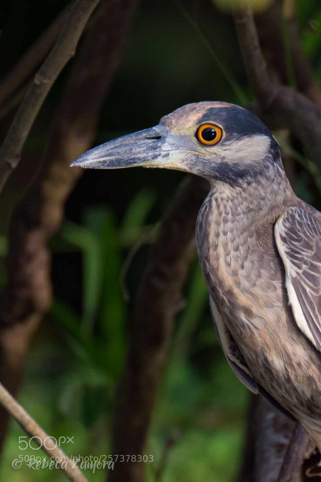 Nikon D7200 sample photo. Yellow crowned night heron photography