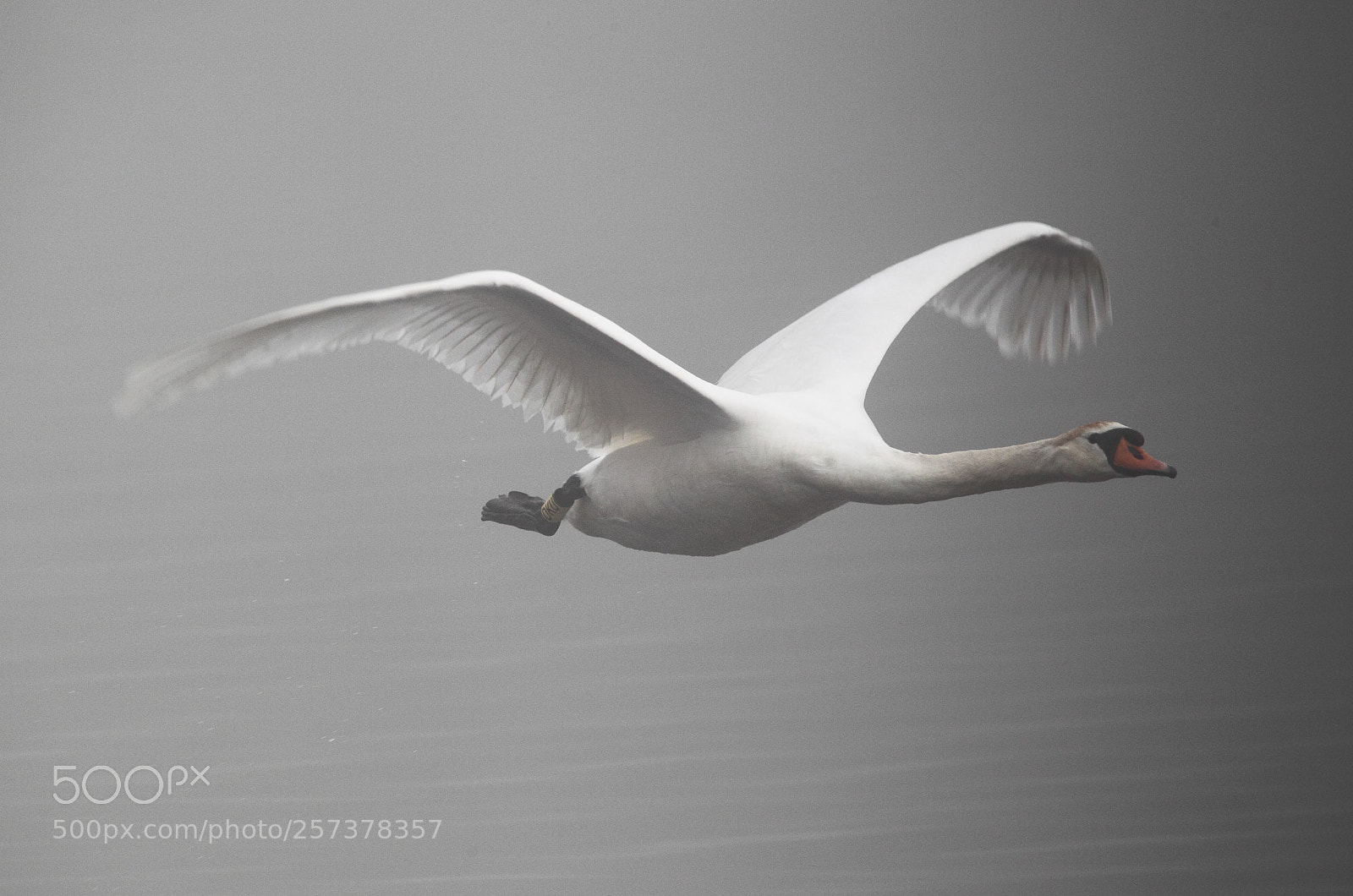 Canon EOS-1D Mark IV sample photo. Swan photography