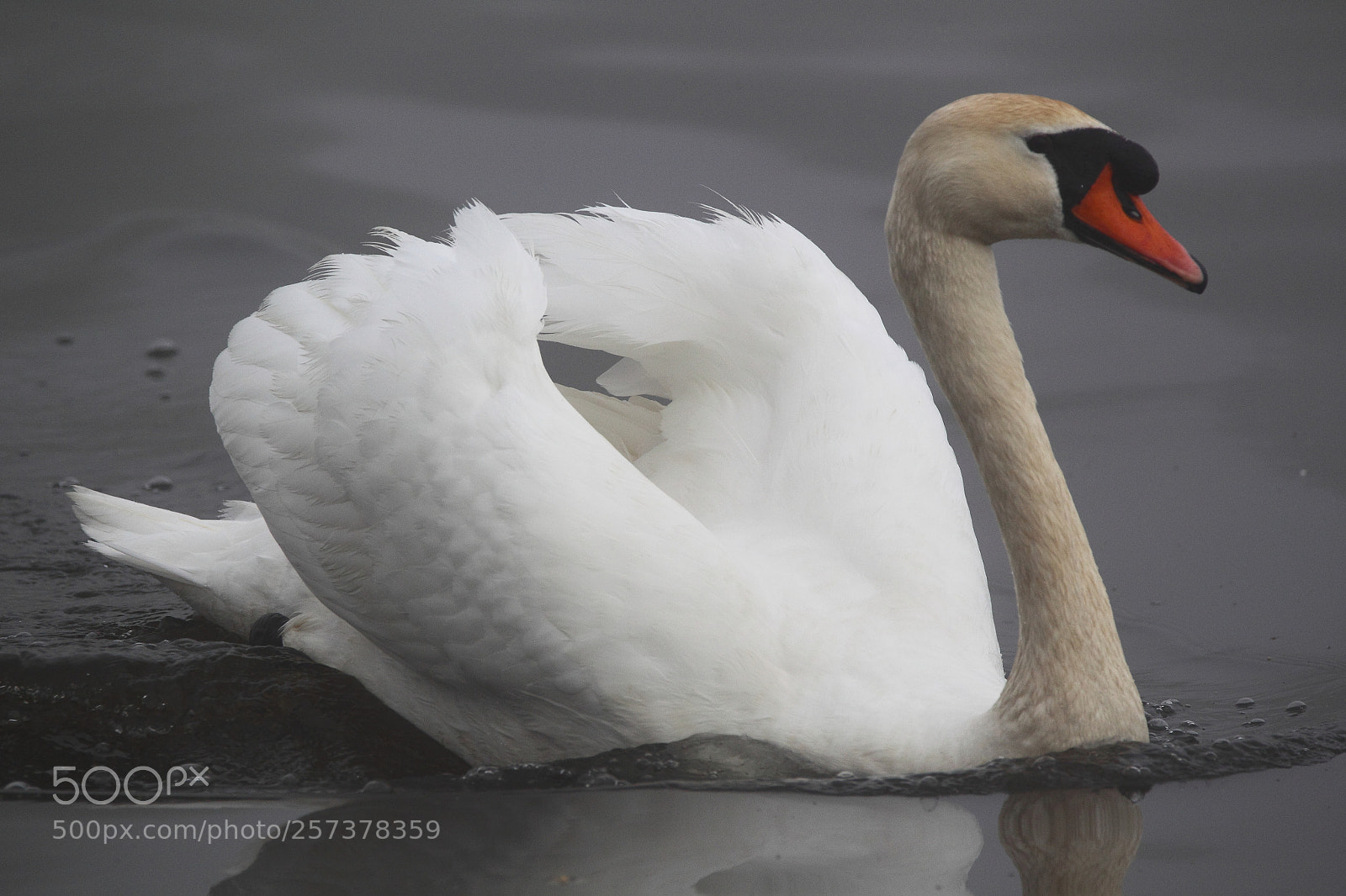 Canon EOS-1D Mark IV sample photo. Swan photography