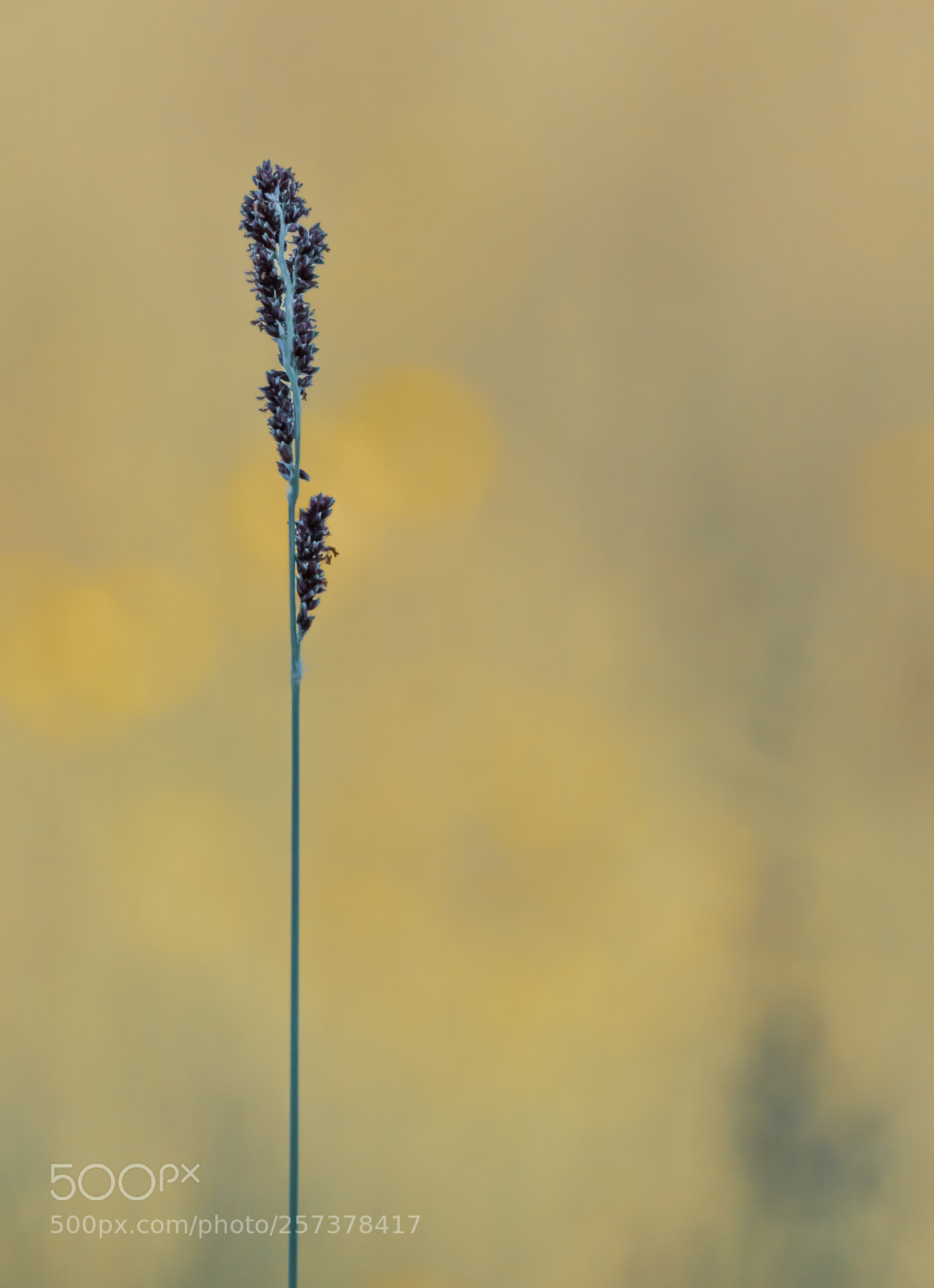 Canon EOS 7D Mark II sample photo. The value of spring photography