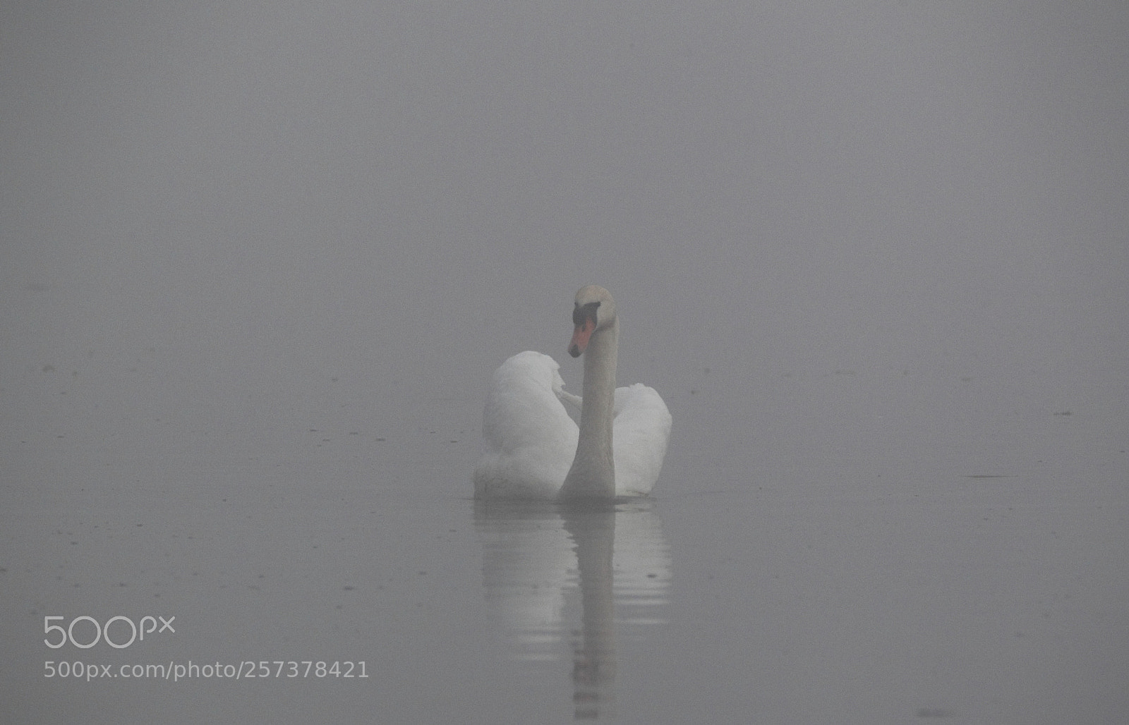 Canon EOS-1D Mark IV sample photo. Swan photography