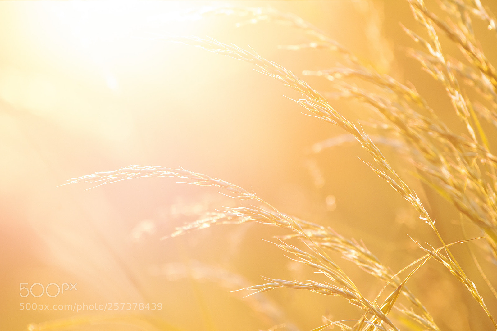 Canon EOS 60D sample photo. Gramin es dans le photography