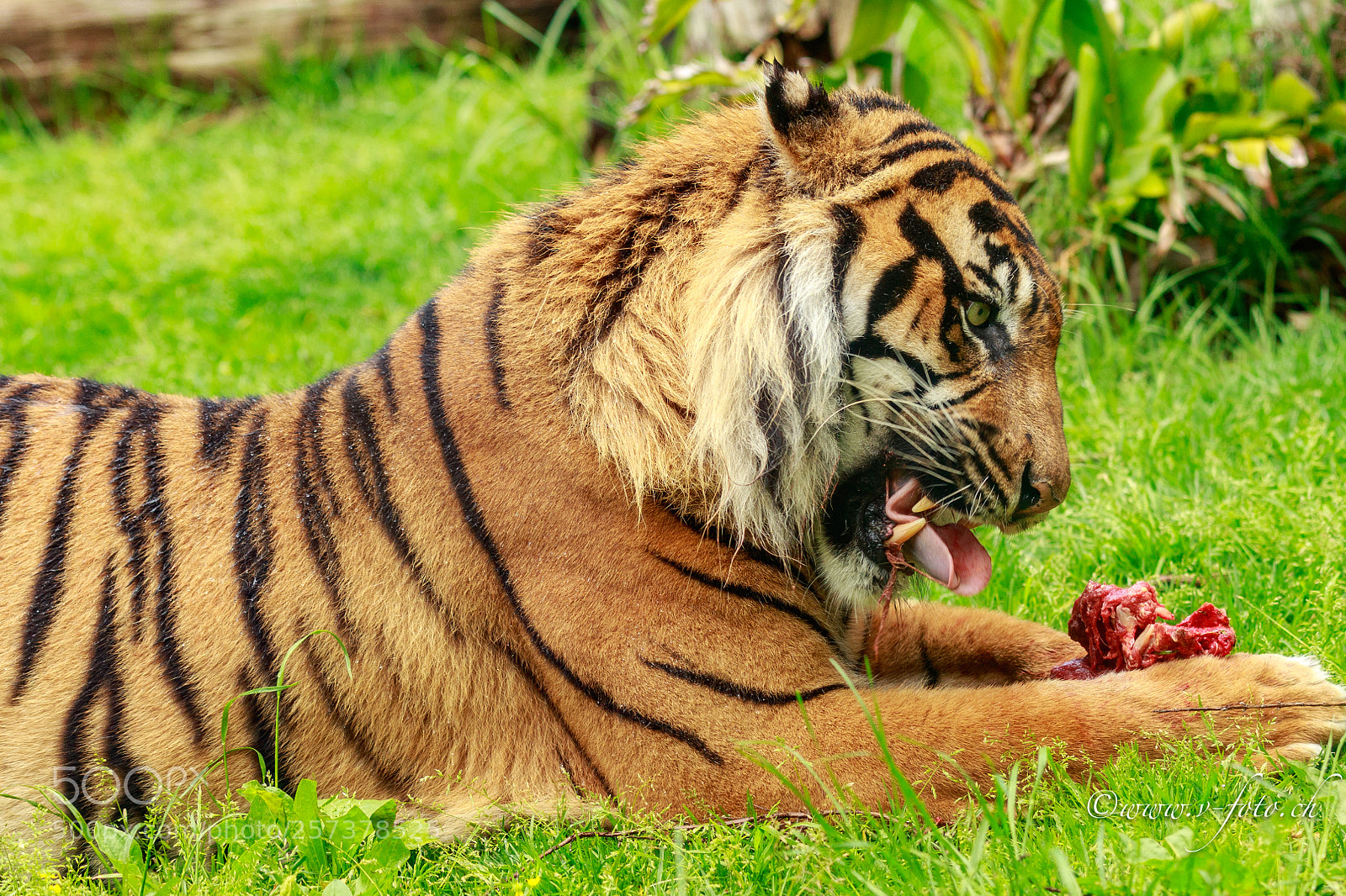 Canon EOS 7D Mark II sample photo. Lissabon zoo tiger photography