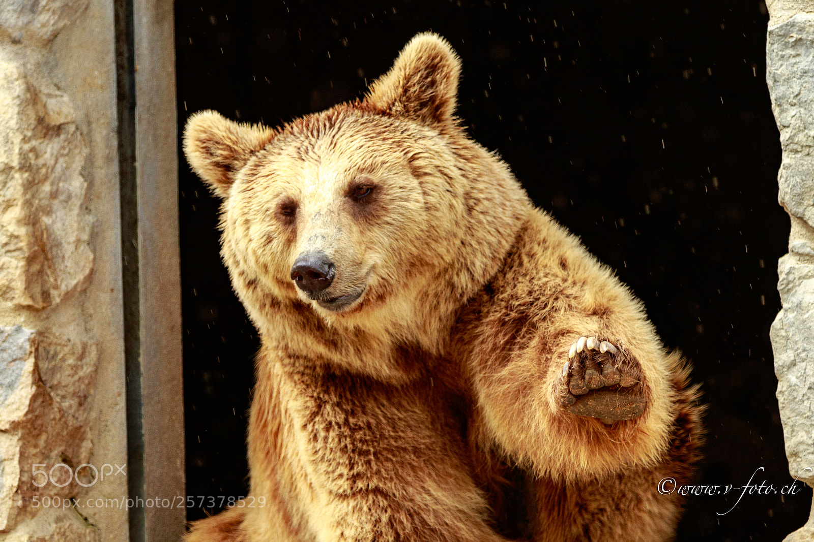 Canon EOS 7D Mark II sample photo. Lissabon zoo bear photography