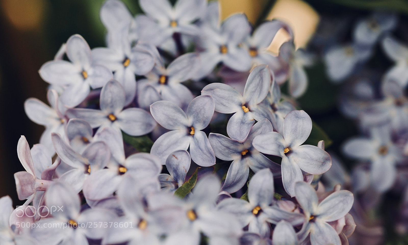 Olympus OM-D E-M10 II sample photo. May flowers photography