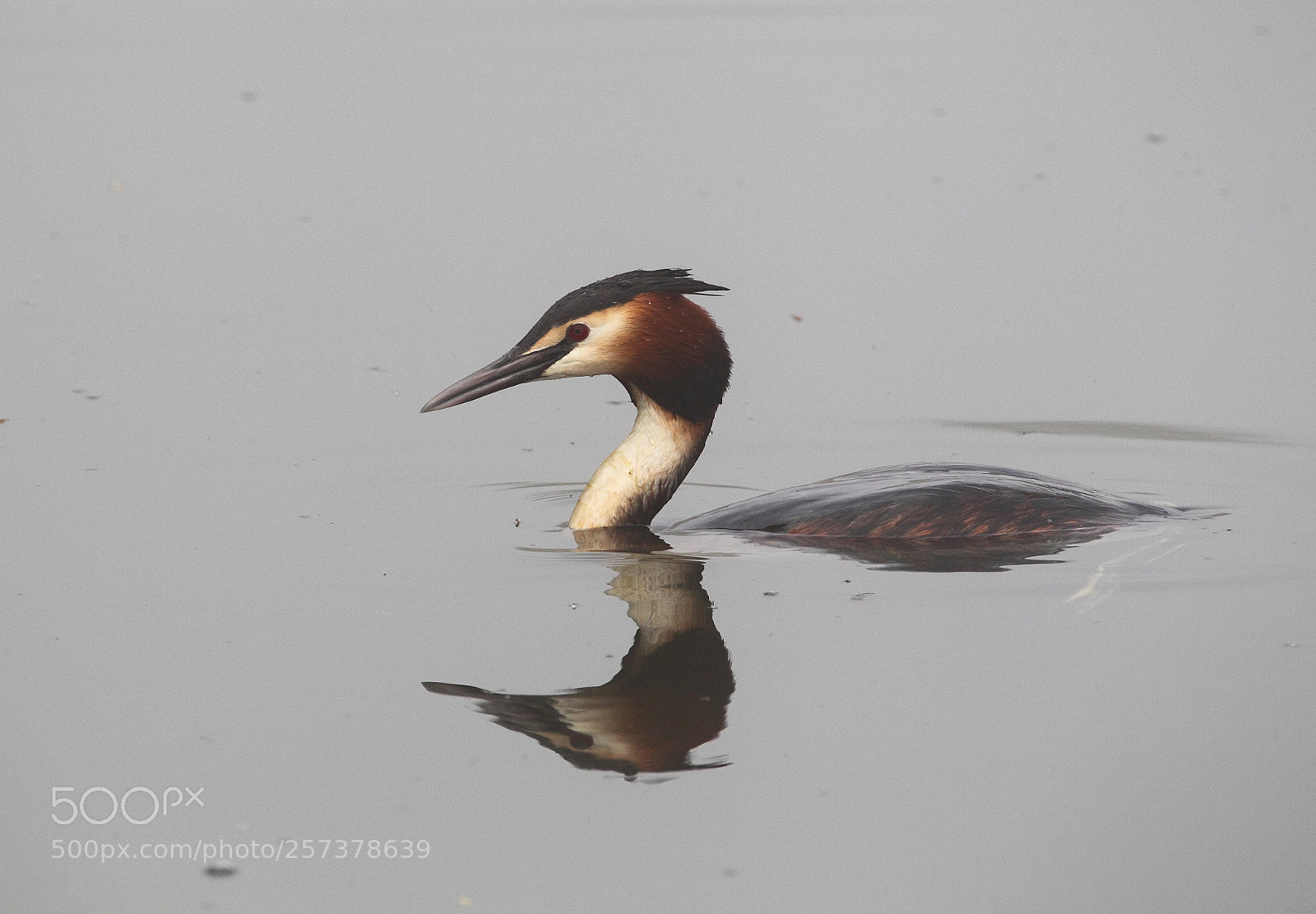 Canon EOS-1D Mark IV sample photo. Grebe photography