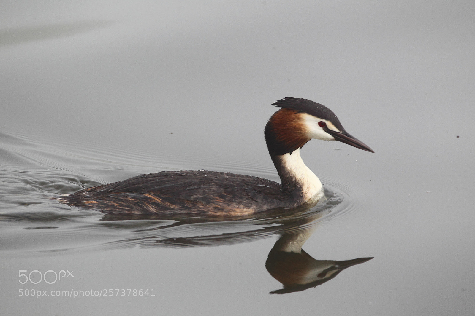 Canon EOS-1D Mark IV sample photo. Grebe photography