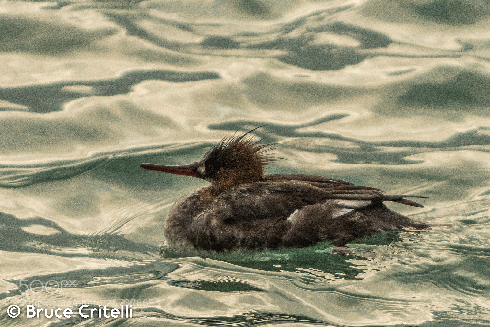 Nikon D750 sample photo. Red breasted merganser photography