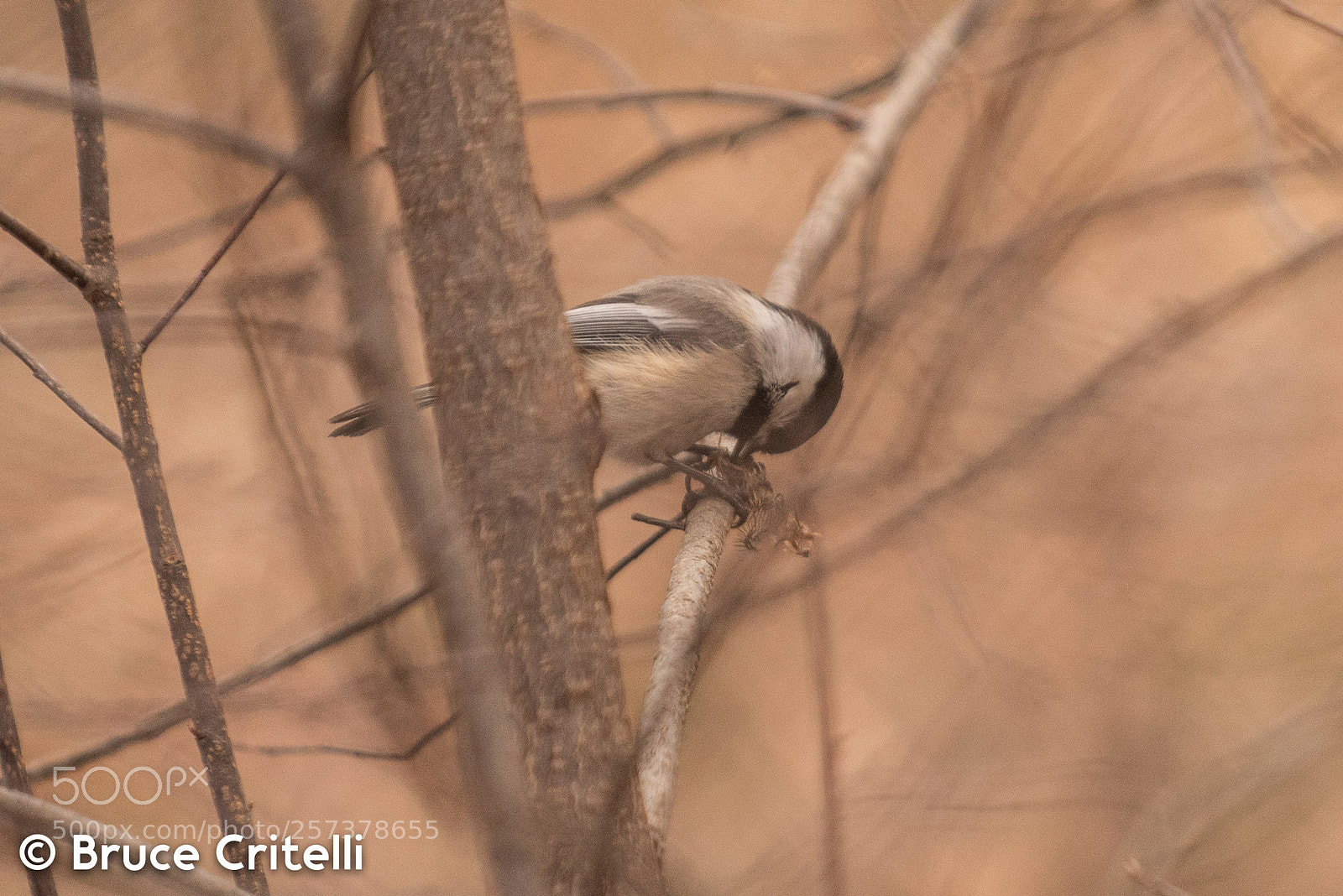 Nikon D750 sample photo. Chickadee photography