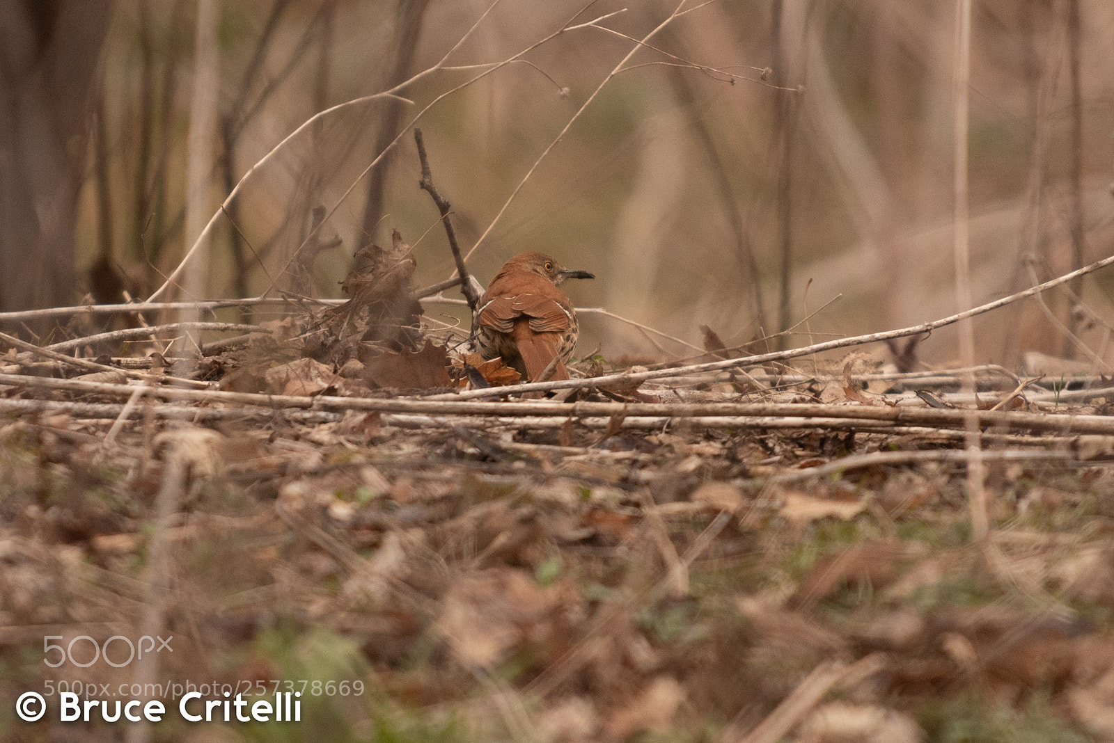 Nikon D750 sample photo. Hermit thrush photography
