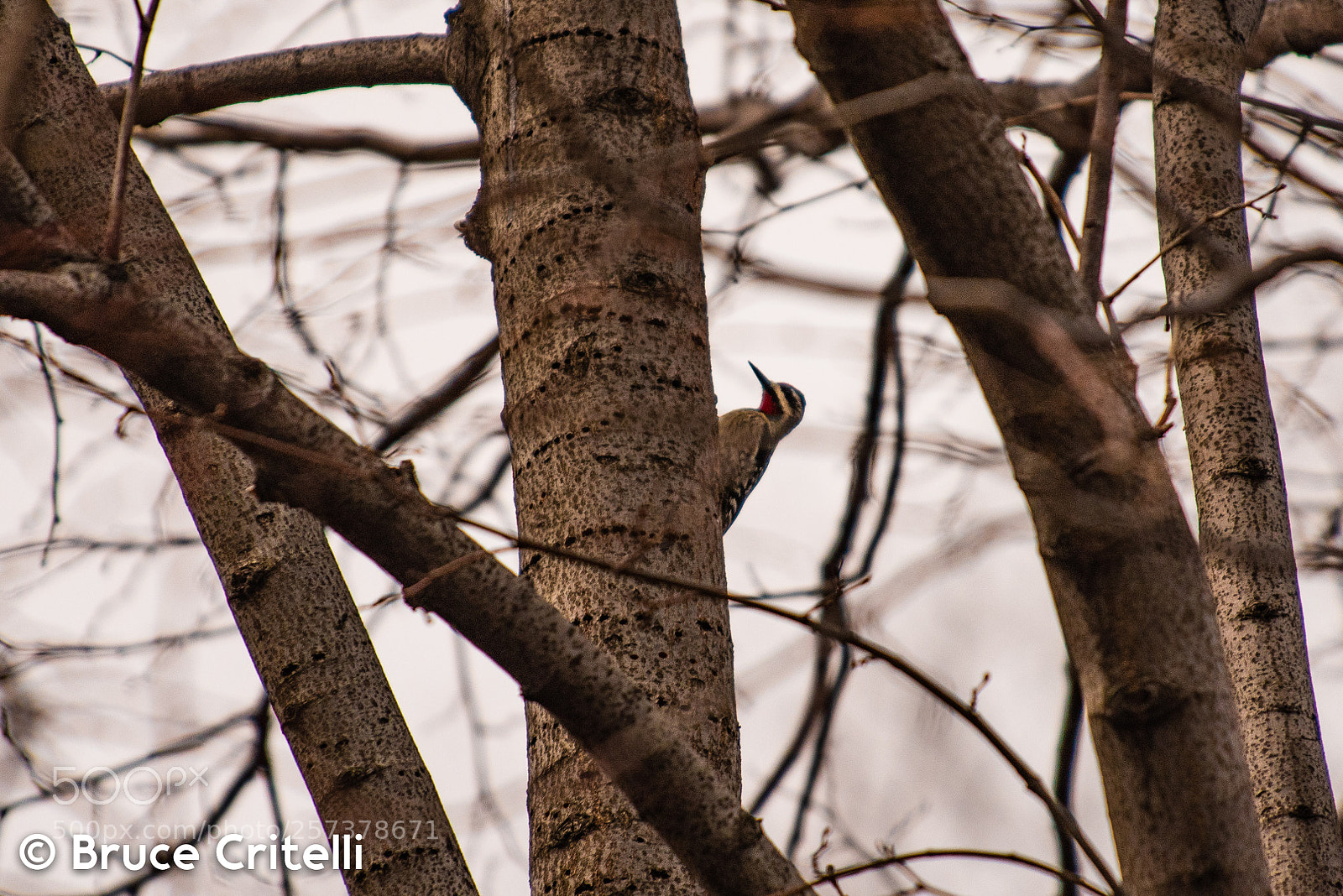 Nikon D750 sample photo. Yellow bellied sapsucker photography